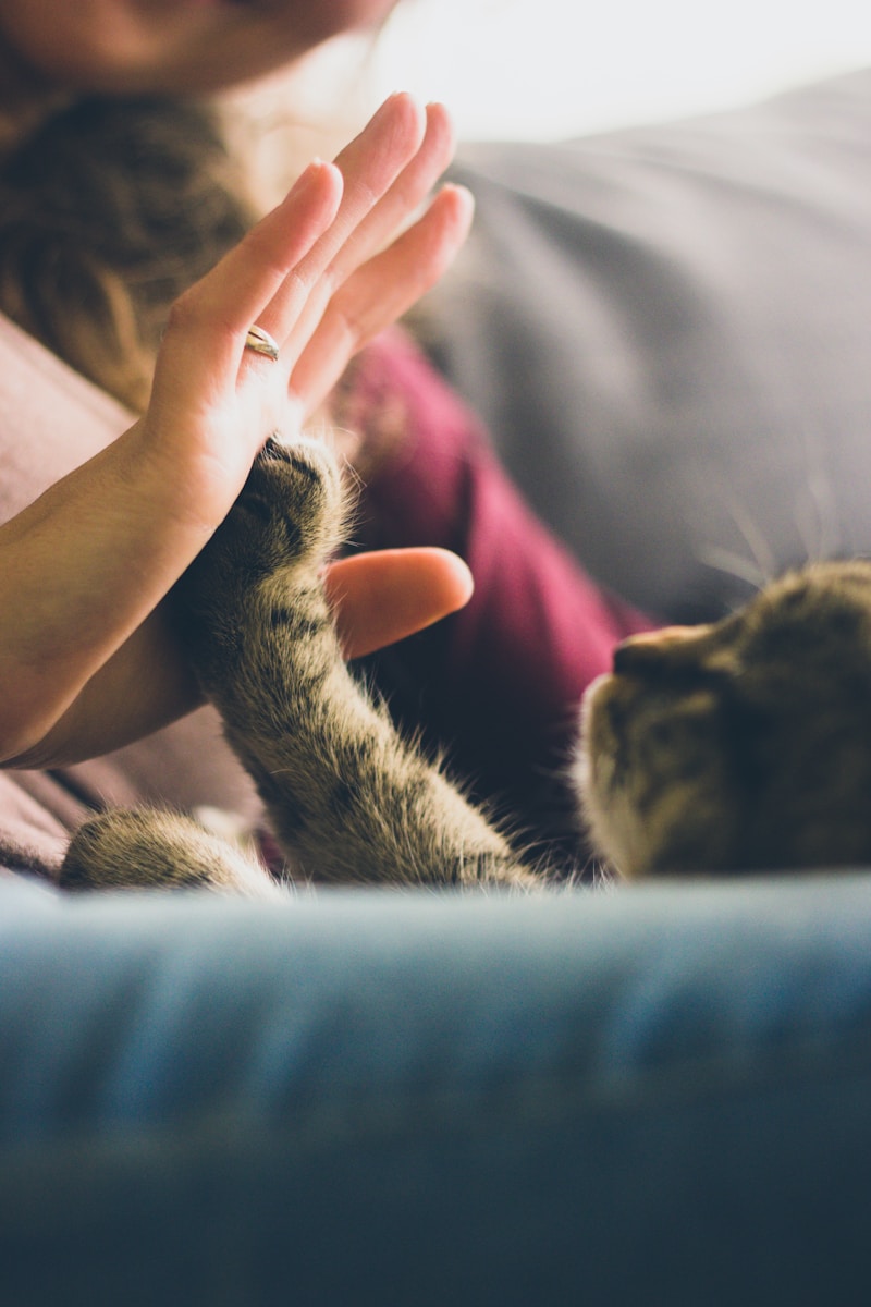 tabby cat with pet insurance touching person's palm